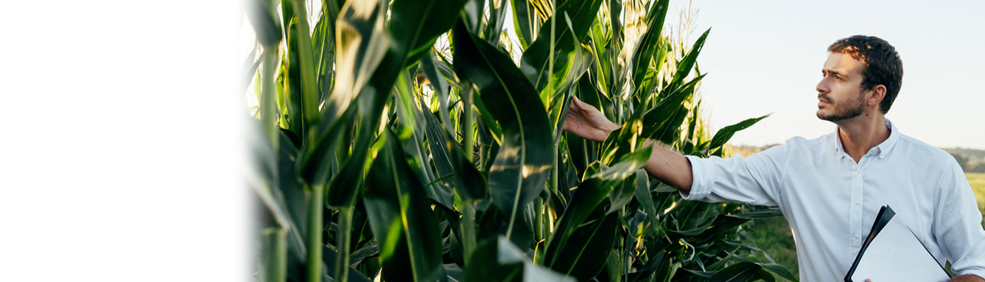 Hombre en un cultivo Hombre en un cultivo
