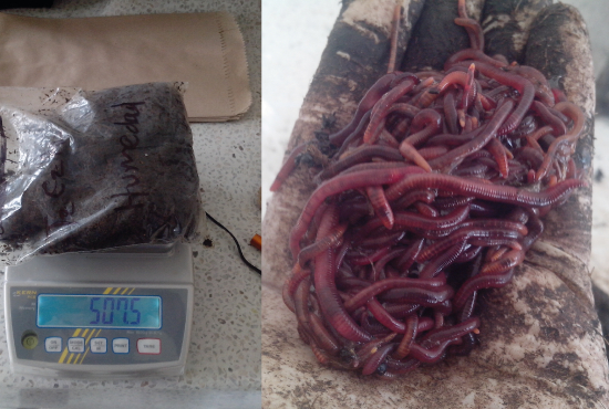 UNIMINUTO Cundinamarca participa en investigación sobre nuevos usos del vermicompostaje Investigación vermicompostaje