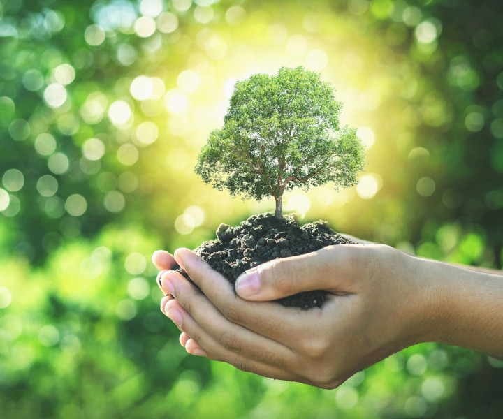  ecología integral árbol en mano