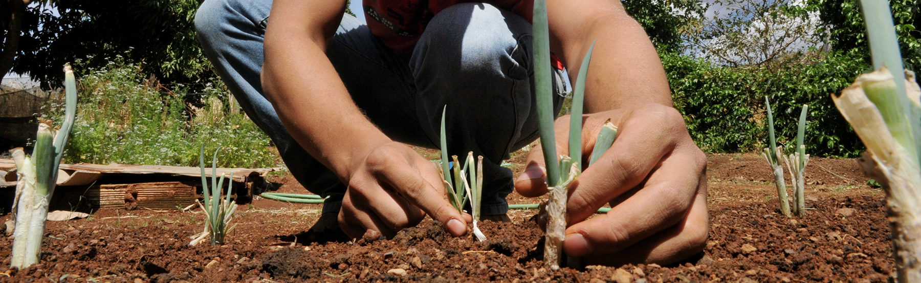 Persona en cuclillas manipulando una mata de un cultivo agrícola