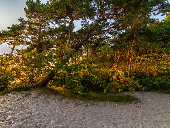 Paisaje arboles y playa