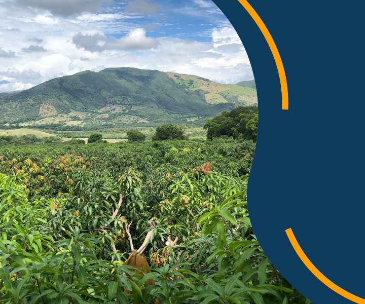 El mango, un tesoro escondido en Tocaima Plantación de mangos ruta del mango