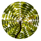 Plantas medicinales