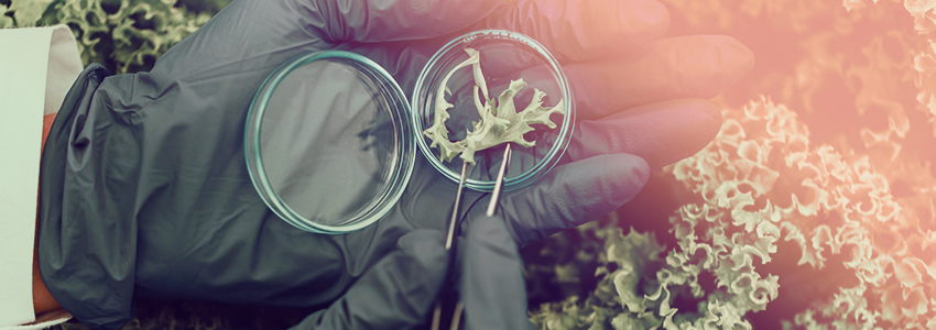 Investigación Lic. en Ciencias Naturales y Educación Ambiental