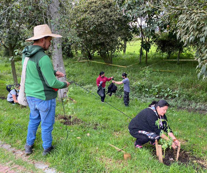 Siembra de árboles 