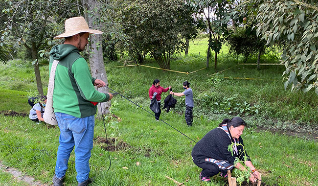 Siembra de árboles nativos en suba