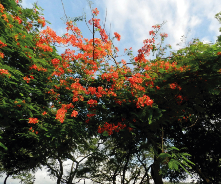 Cúcuta Ciudad de los Árboles Arboles