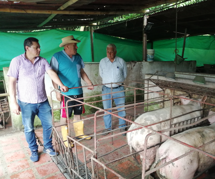 Acompañamiento a porcicultores por parte de coordinadores