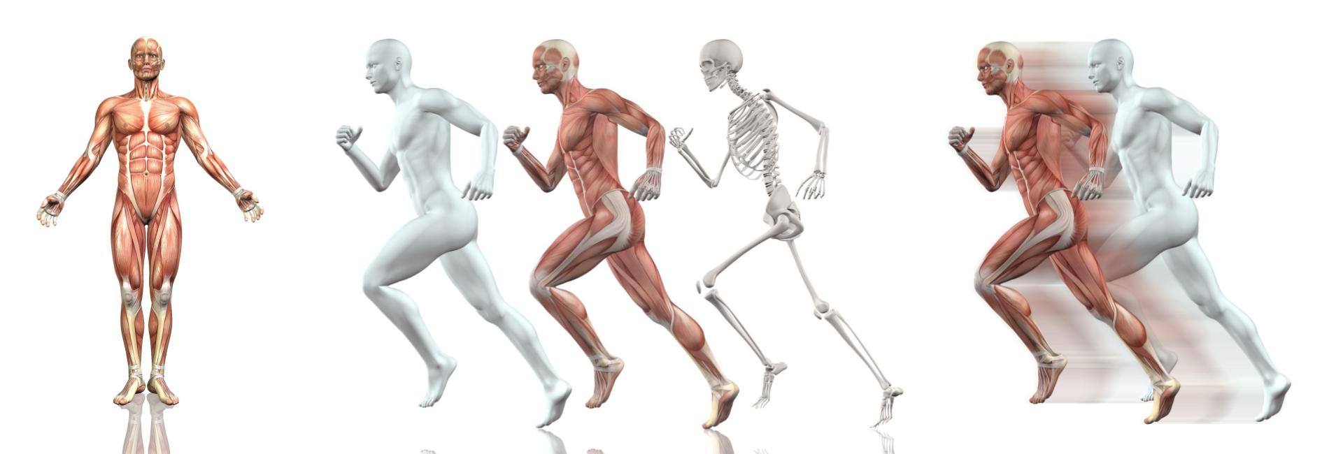 Anatomía y Fisiología Anatomía y Fisiología