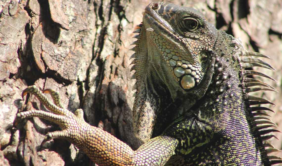 Caracterización de los parques