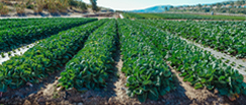 Aula Especializada Ciencia Aplicadas-Agroecología