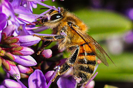 imagen de las abejas 