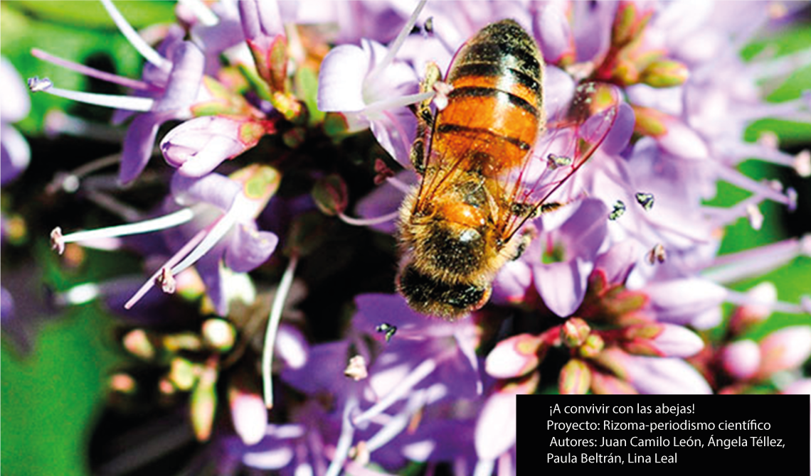  ¡A convivir con las abejas!