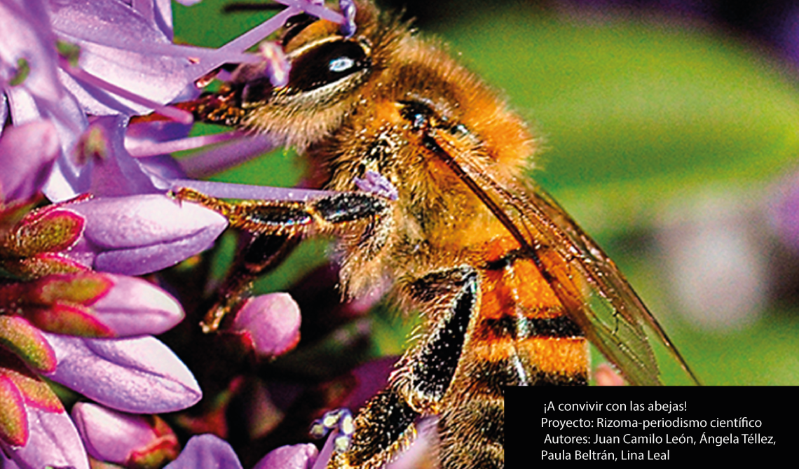  ¡A convivir con las abejas!