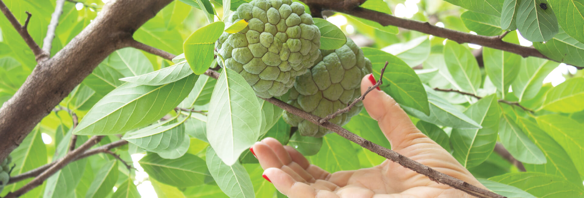 Ingeniería Agroecológica Ingeniería Agroecológica