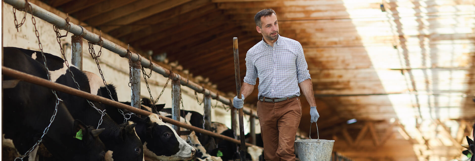 Técnica Profesional En Producción Ganadera De Carne Y Leche