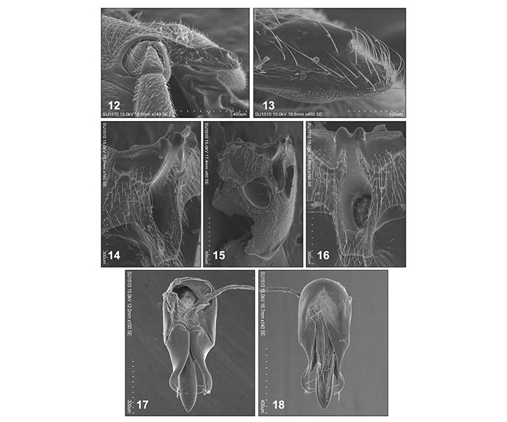 nuevo género y especie de un escarabajo de la Familia Elateridae descubierta en Madrid, Cundinamarca.