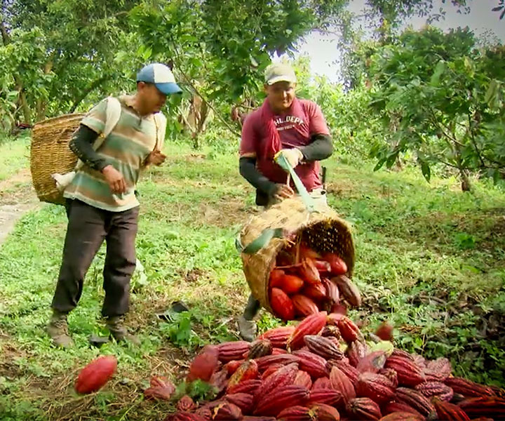 Cacao para la Paz: UNIMINUTO y University of Arizona ganan convocatoria de los 100K 