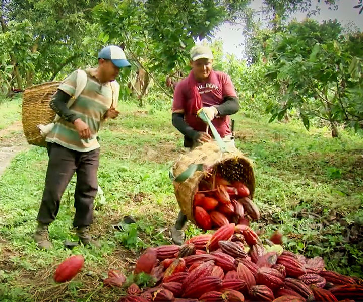 Cacao para la Paz: UNIMINUTO y University of Arizona ganan convocatoria de los 100K Cacao para la Paz: UNIMINUTO y University of Arizona ganan convocatoria de los 100K