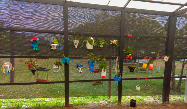 Plantas de sombra en el huerto educativo.