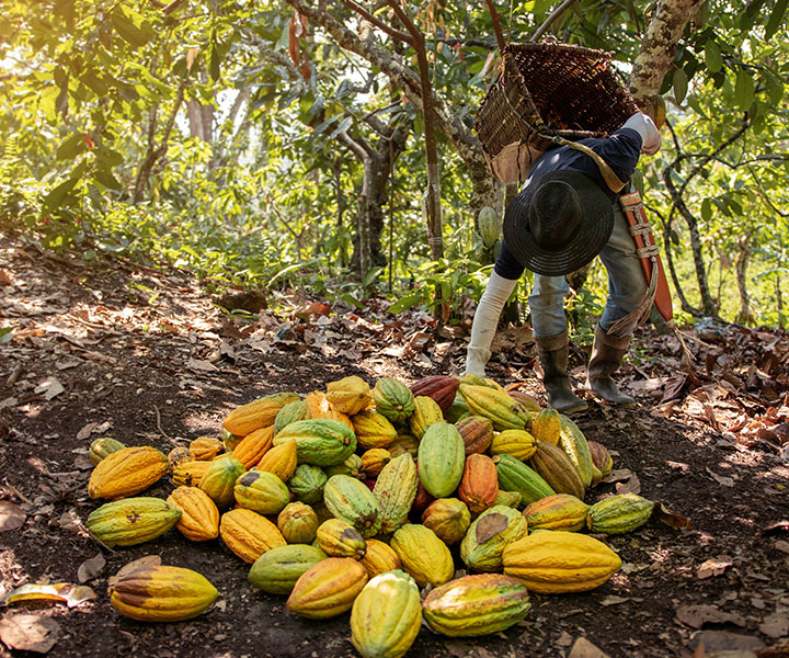 “Cacao For Peace”, un proyecto con impacto social para el agro colombiano