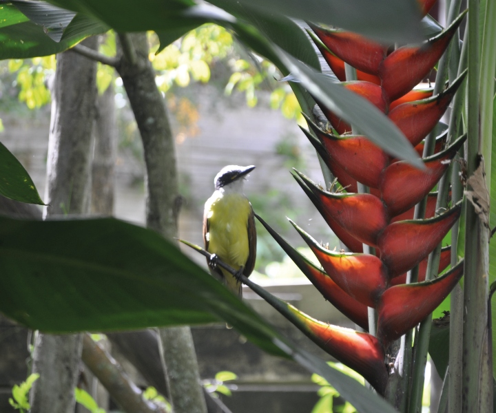 Pajaro en bosque