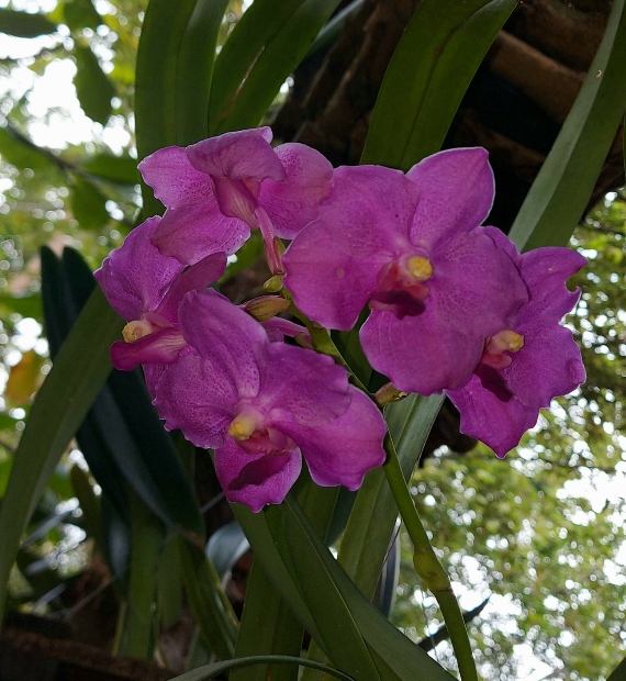 Orquidea