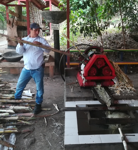 Persona con caña de azucar 