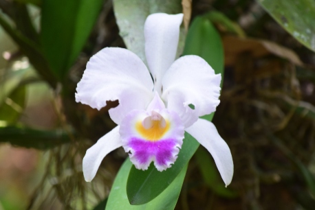 Flor en campo