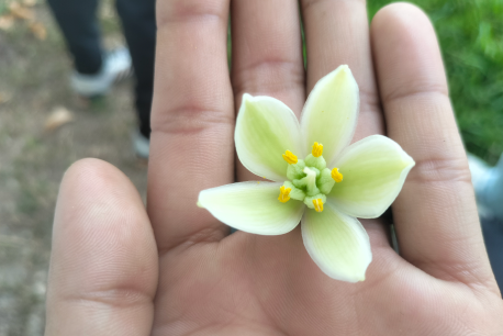 flor en mano