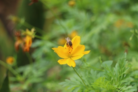 Abeja en campo