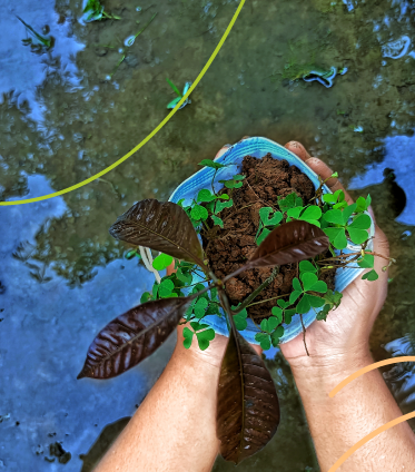 Cambio climático y sostenibilidad ambiental