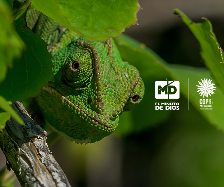 Iguana