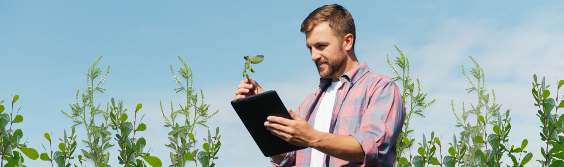 Hombre revisando tablet en campo Especialización en Suelos y Nutrición Vegetal