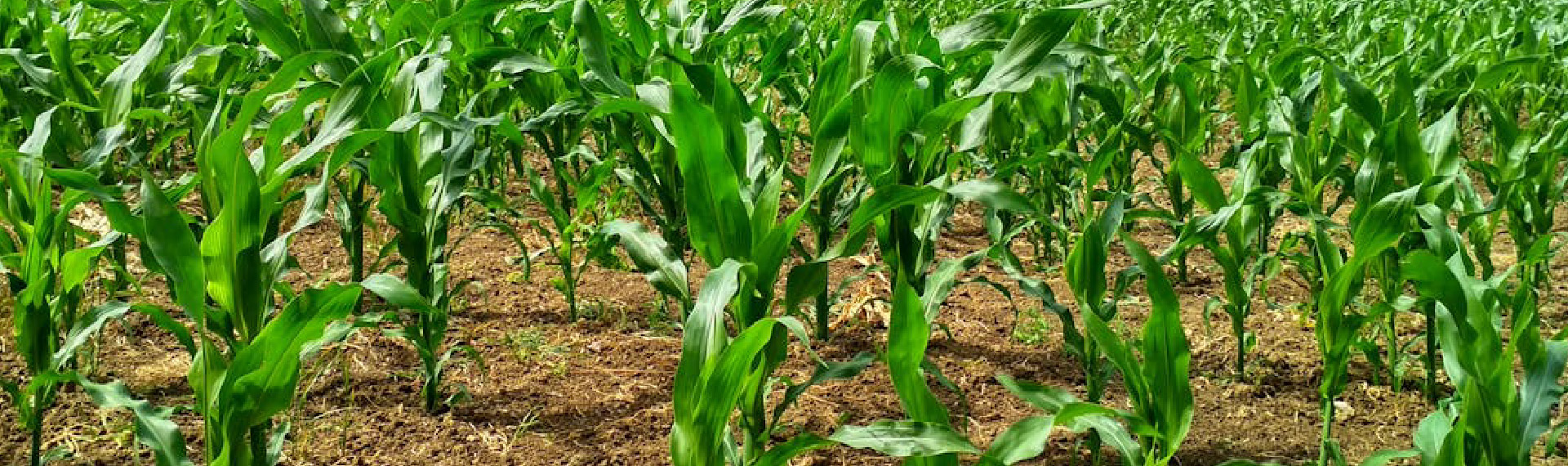 Técnica Laboral Por Competencias en Trabajador Agrícola