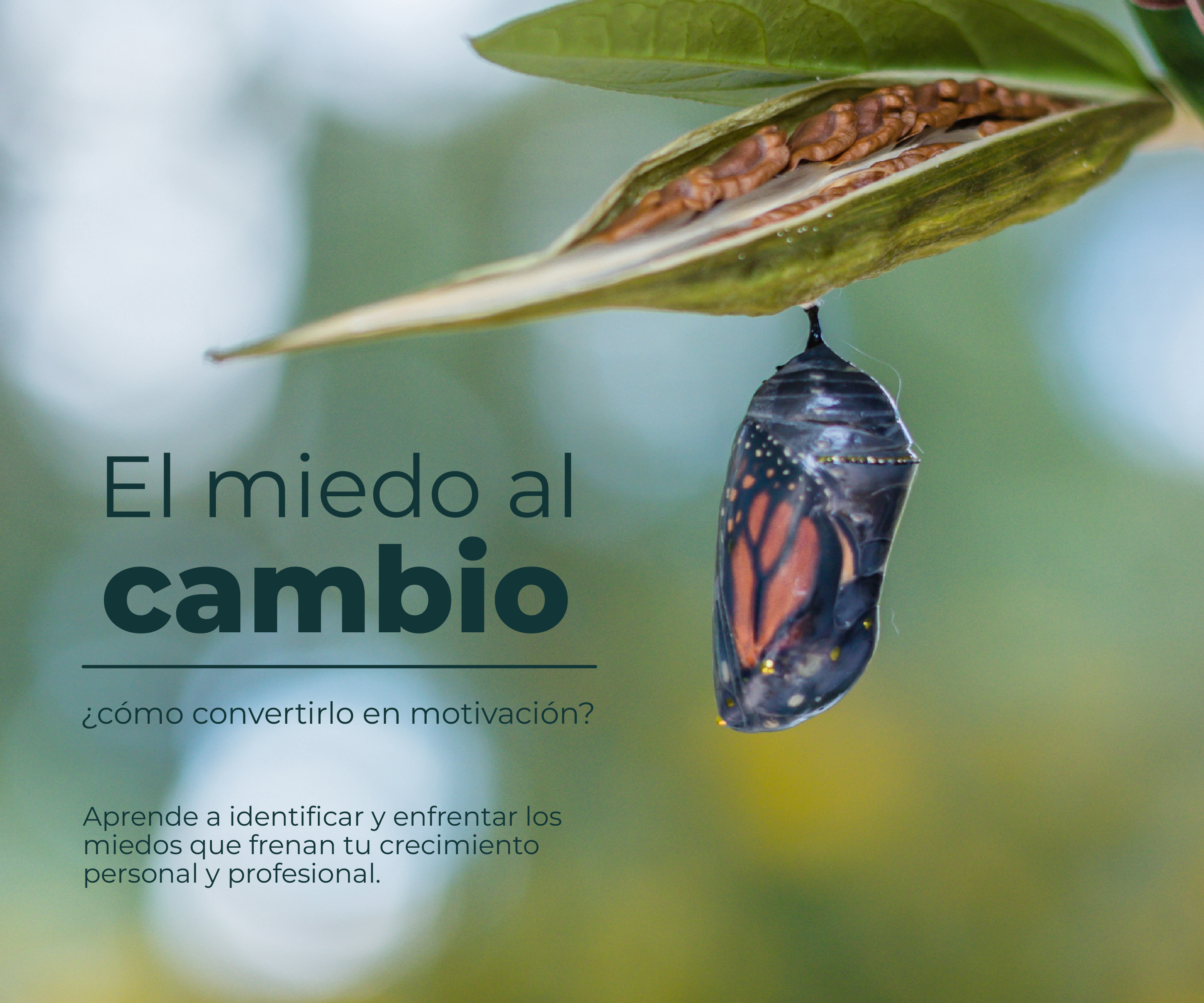 Imagen capujo de mariposas