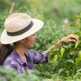 Técnica Laboral Por Competencias en Trabajador Agrícola