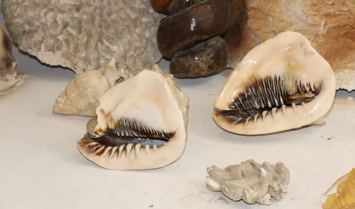 Sala de Historia Natural