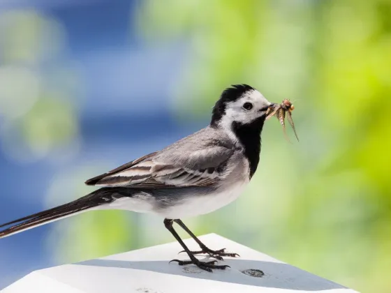 Avistamiento de Aves - II modulo