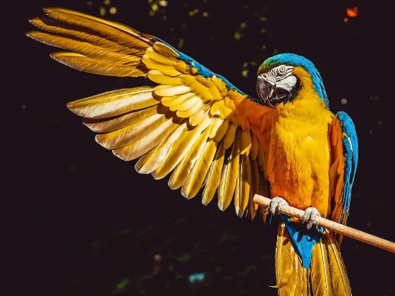 Avistamiento de Aves