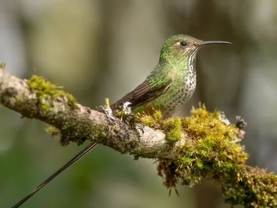 Colibri Aviturismo