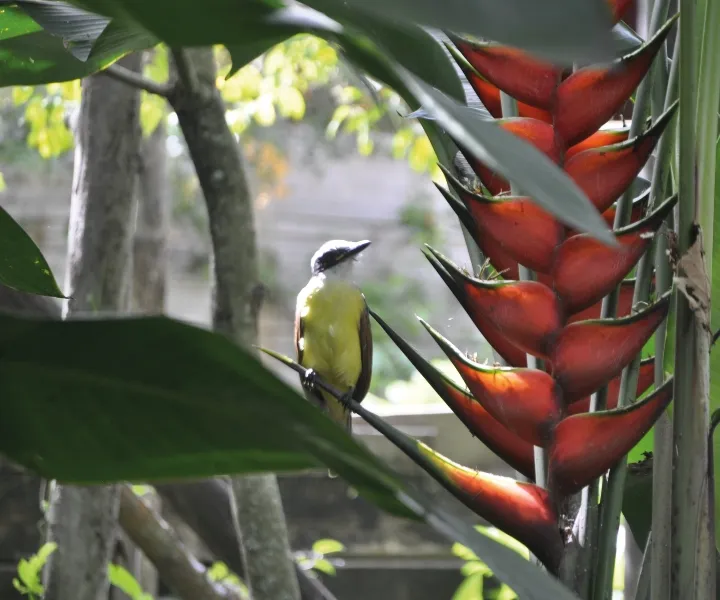 Pajaro en bosque