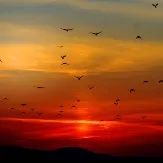 Avistamiento de aves