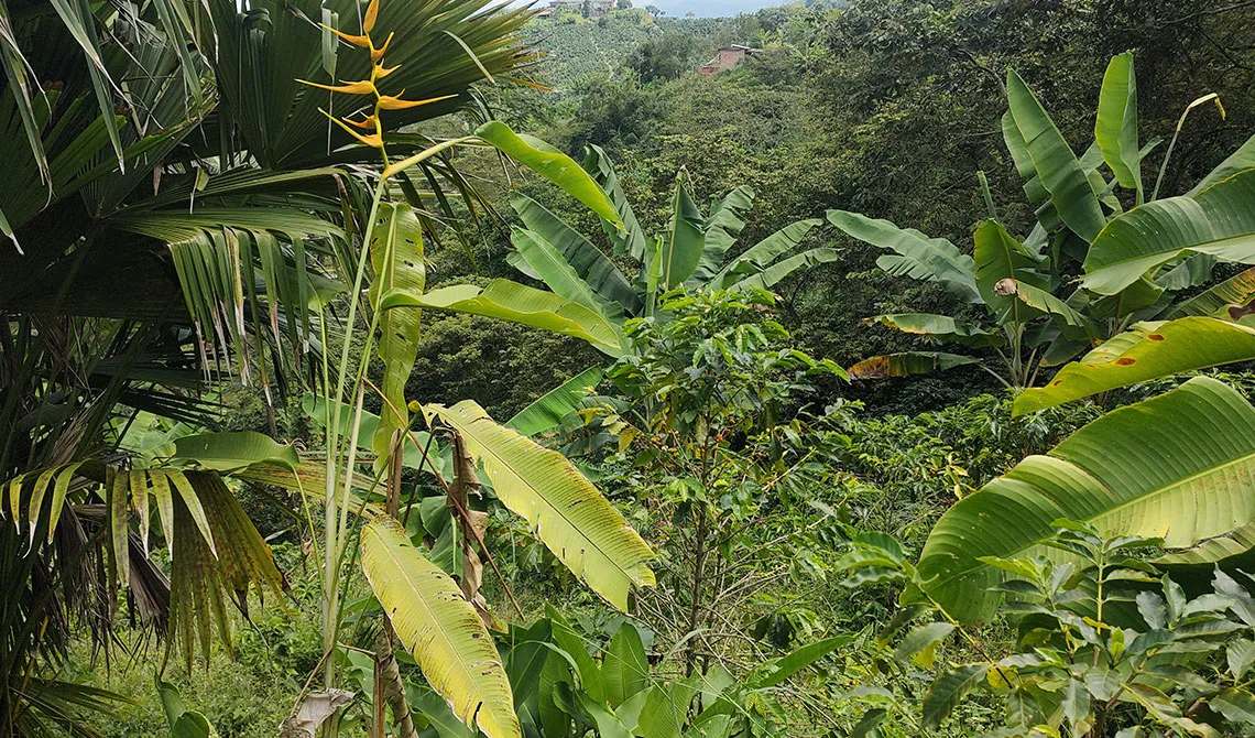 Paisaje Cafetero