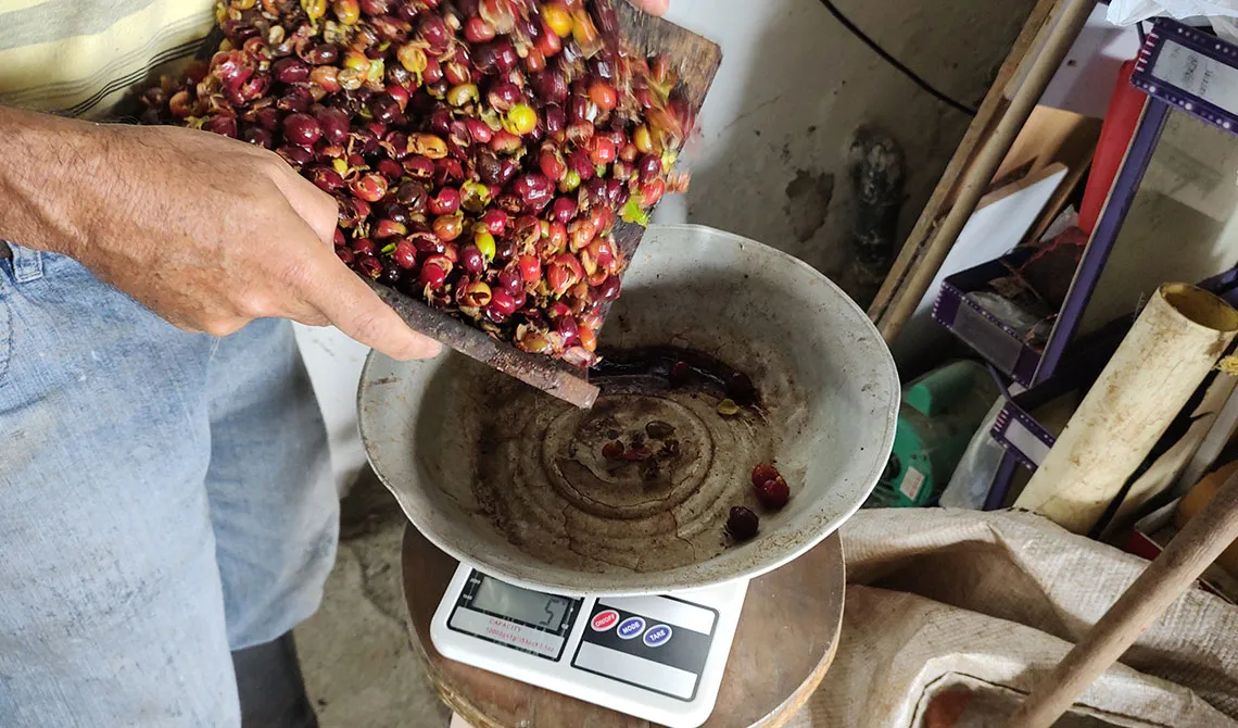 Pesaje Pulpa Café