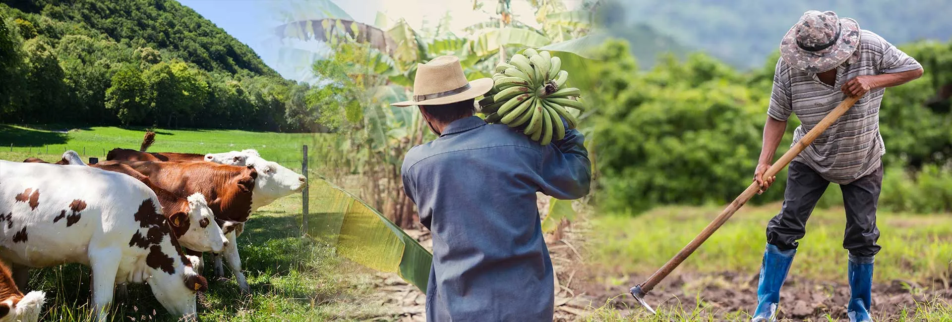 Nativo Agropecuario