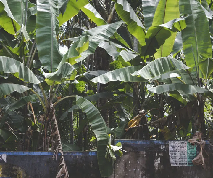 Las bananeras, fuente de ingreso de muchas mujeres víctimas del conflicto en el Urabá