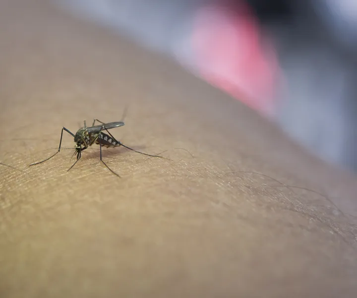 Mosquito transmisor de la Fiebre Amarilla