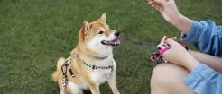 Sesión Terapia Asistida por Animales
