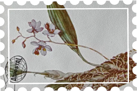 Orquideas 1